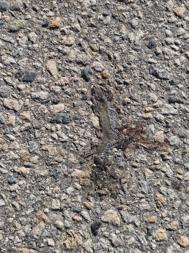 Northern Alligator Lizard