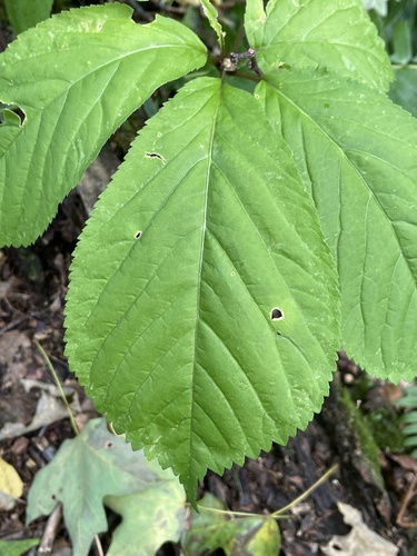 Panax quinquefolius, photograph 2