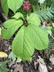Panax quinquefolius, photograph (c) Jim Arrigoni, some rights reserved (CC BY)
