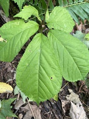 Panax quinquefolius, photograph (c) Jim Arrigoni, some rights reserved (CC BY)