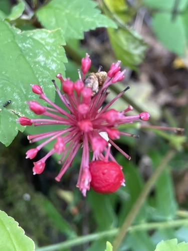 Panax quinquefolius, photograph 5