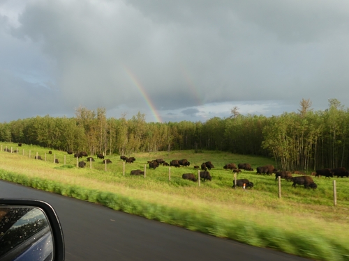 Wood Bison
