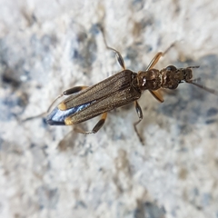 Oedemera barbara