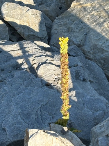 great mullein