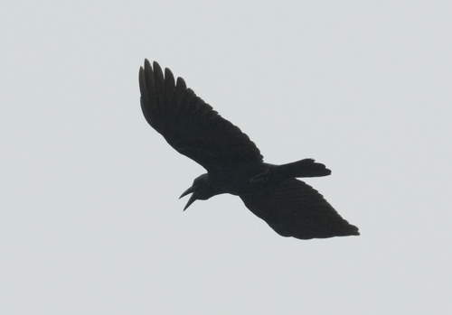 Corvus enca observed 2026-09-22