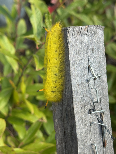 Spotted Apatelodes Moth