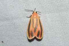 Hypoprepia fucosa