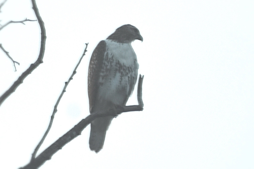 Red-tailed Hawk
