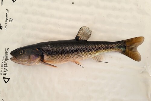 Creek Chub