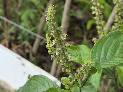 Ocimum gratissimum