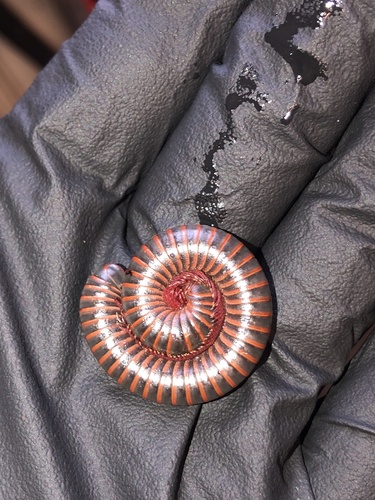 American Giant Millipede Complex