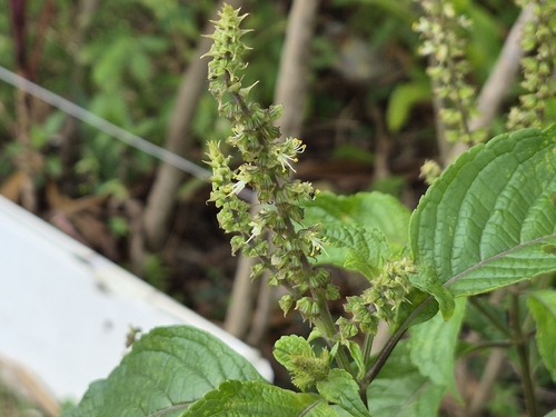 Ocimum gratissimum, photograph 1