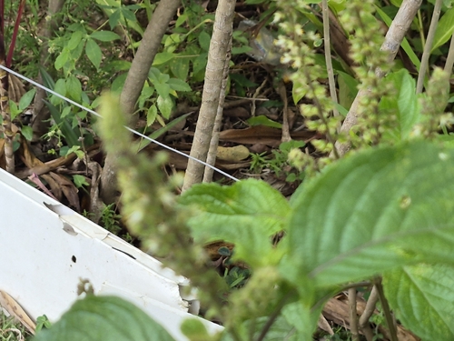 Ocimum gratissimum, photograph 2