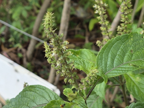 Ocimum gratissimum, photograph 3
