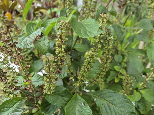 Ocimum gratissimum, photograph 4