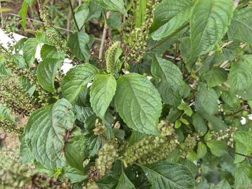 Ocimum gratissimum, photograph 5