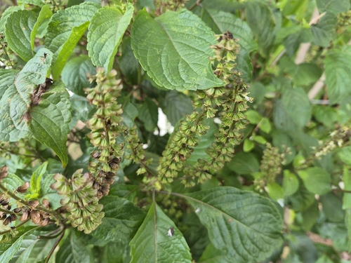Ocimum gratissimum, photograph 6