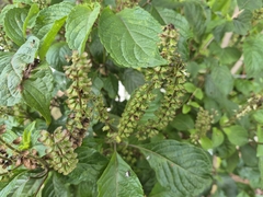Ocimum gratissimum, photograph author not stated, no rights reserved