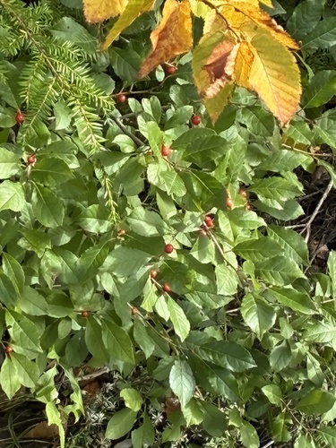 winterberry holly