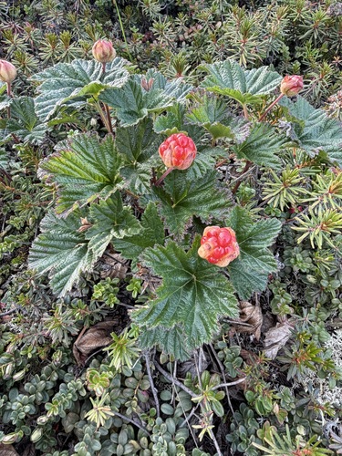 Rubus chamaemorus
