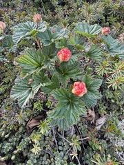Rubus chamaemorus