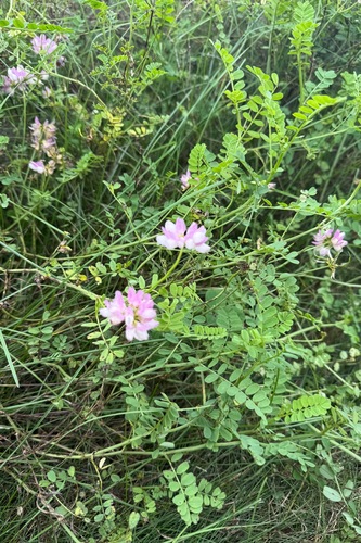 purple crownvetch