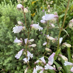 Penstemon multiflorus
