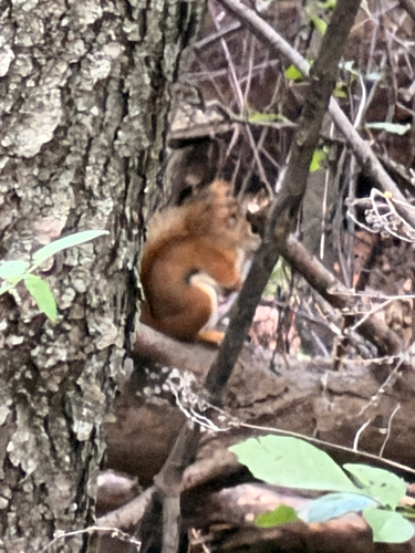 American Red Squirrel