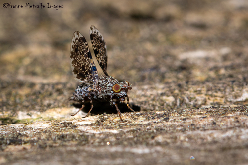 Peacock Fly