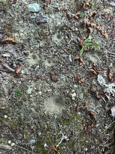 Immaculate Antlion