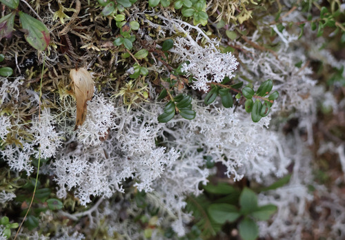 gray reindeer lichen
