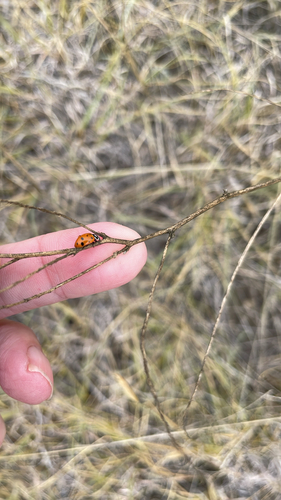 Convergent Lady Beetle