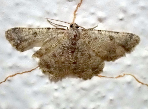 Charissa mucidaria