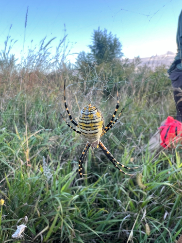 Banded Garden Spider