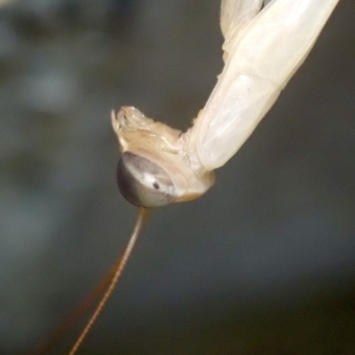 European Mantis
