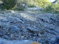 Arenaria provincialis