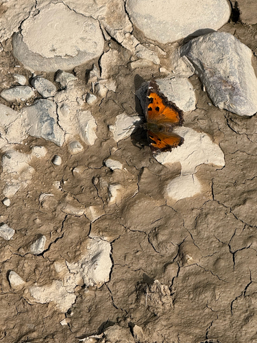 California Tortoiseshell