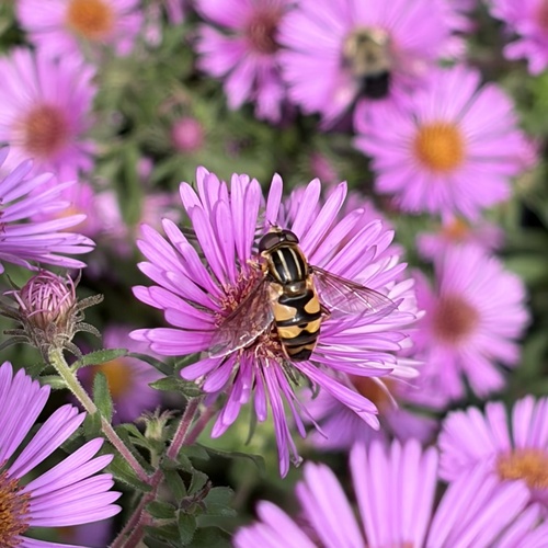 Narrow-headed Marsh Fly
