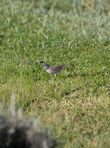 White-crowned Sparrow