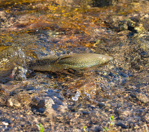 Brook Trout