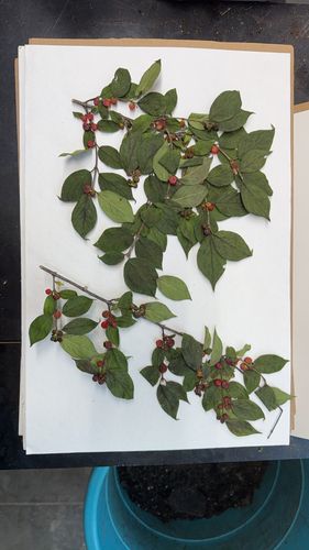 Amur honeysuckle
