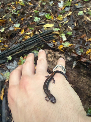 Eastern Red-backed Salamander