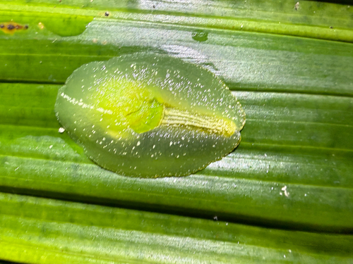 Puerto Rican Semi-slug