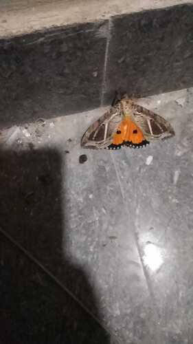 Dot-underwing Moth