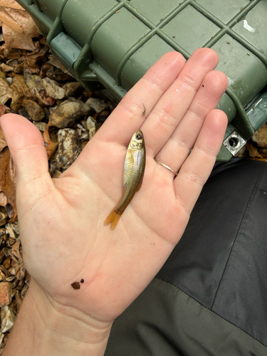 Fathead Minnow