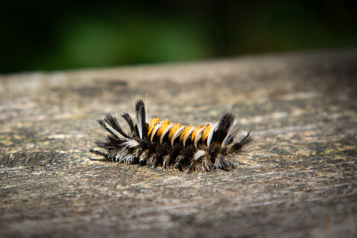 Milkweed Tussock Moth