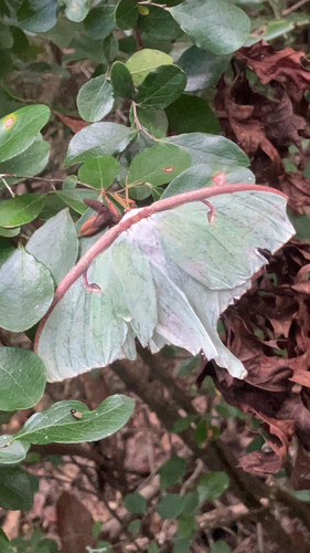 North American Luna Moth