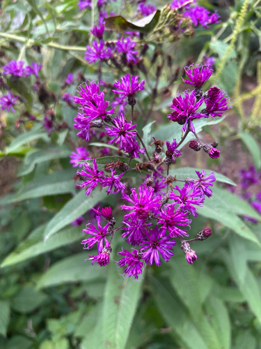 Tall Ironweed