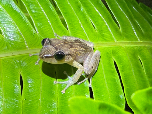 Common Coqui