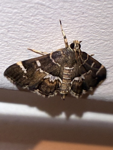 Spotted Beet Webworm Moth